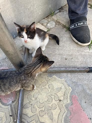 Pişiklər: Pişikler etibarli ellere — 5