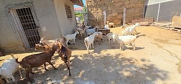 теке: Ağ keçilər Sənan və Alpin qarışığıdır. Kariçnivilər sənan və hələb — 6