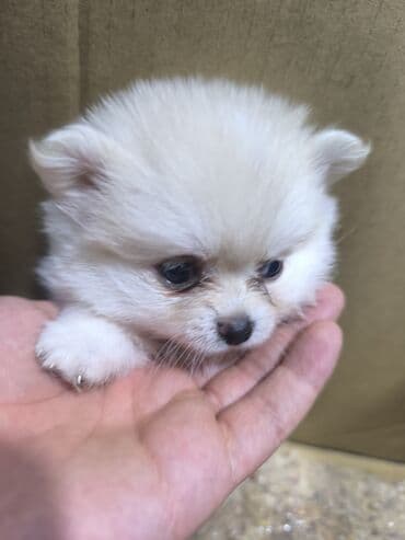 собака шпиц: купить: Məhsul: Kiçik ölçülü spitz (Pomeranian tipli) balaları Xüsusiyyətlər — 1