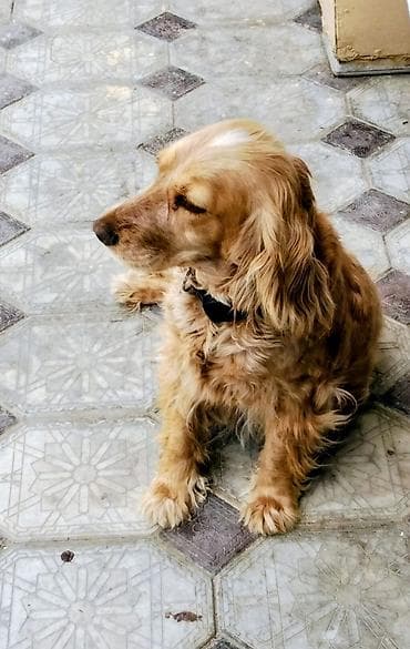 qiz it adlari: Koker spaniyel, 2 il, Dişi, Ünvandan götürmə — 2