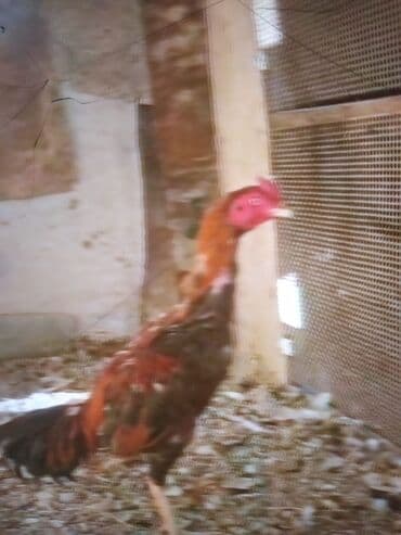 xoruz sekli: Məhsul: Uzunboyun, incə bədən quruluşlu kənd xoruzu Təsvir: - Rəng — 8