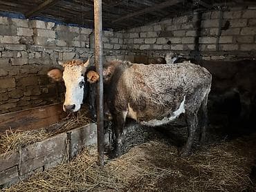 qurdbasar balasi satilir: 🐄 1-i buzovludur – balası yanındadır (Simental bala). 🐄 1-i boğazdır – — 2