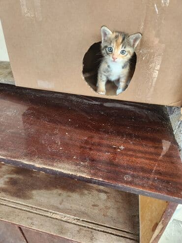 сколько стоит котёнок: Самка — 3