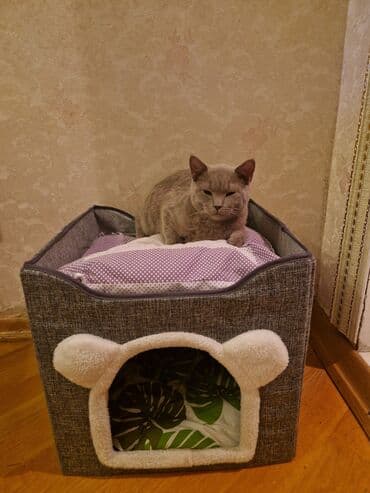 Şotland yastı qulaq, Erkək, Yaxşı əllərə, Ünvandan götürmə