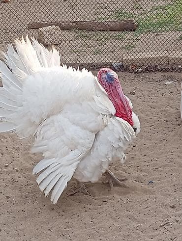 Erkək, Damazlıq, Ödənişli çatdırılma