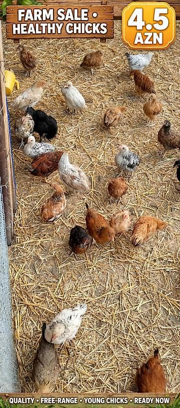 bulbul quşu: Yerli çolpalar – cəmi 5 AZN! 🔥 🐔 Sağlam və keyfiyyətli 🌿 Təbii — 2