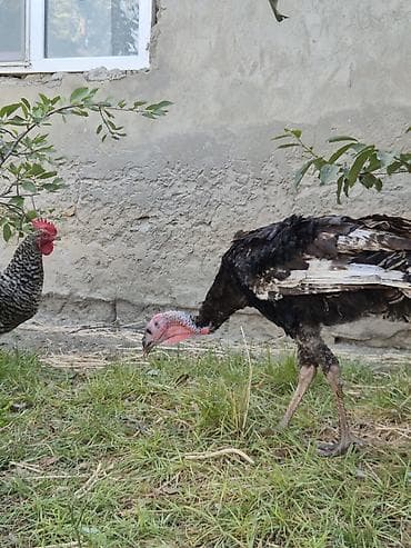 danisan qus: Erkək, Kanada, Damazlıq, Ödənişli çatdırılma — 4