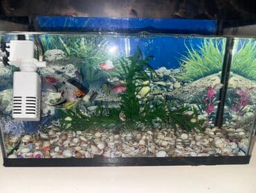 купить аквариум в баку: Akvaryum komplekti - Şüşə akvarium: təqribi orta ölçü (düzbucaqlı — 2