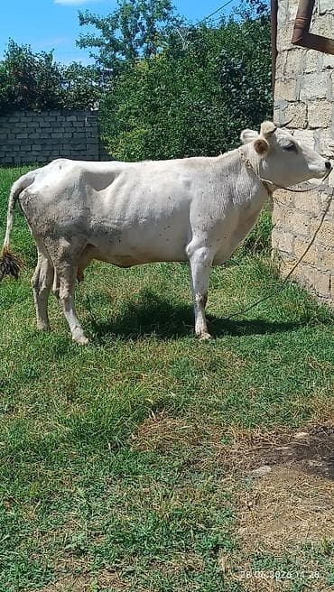Birinin qiyməti 1700 Ağ rəngli, qısa buynuzlu inək - Tip: Yerli