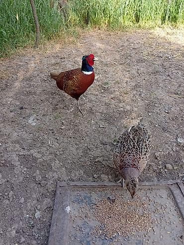 kullu xoruz heyratı: Tam saglam (erkək və dişi) fere gazirda yumurtayir,ozleri kürt yatan — 1