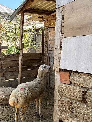erkey quzu: Erkəydi 17 klo eti var 34 klo diri cekisi var — 2