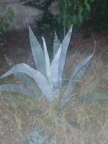 Agave americana – dekorativ sukulent - Bitki növü: Agave americana — 5
