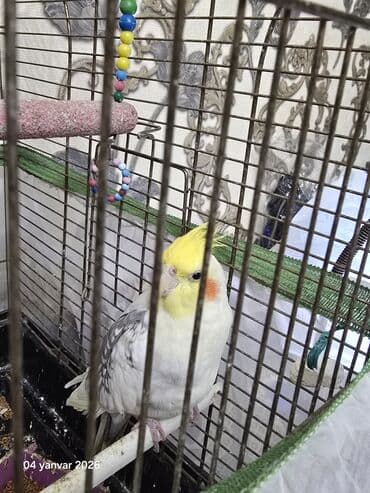 at yeherleri: Salam Aleykum korella satilir uzun quwdu Arada kefine duwende danwir — 2