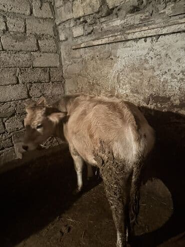 Gəmiricilər: Cins: dana erkək Rəng: açıq sarı-krem Yaş qrupu: gənc Yemlənmə: quru — 4