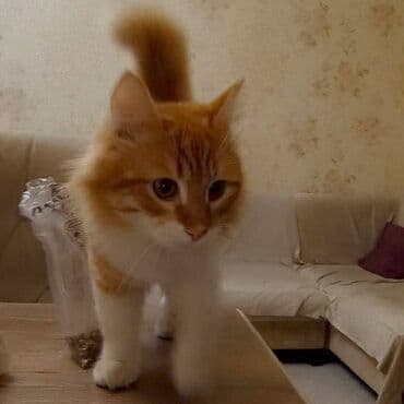 Heyvanlar üçün mallar: Erkək — 1