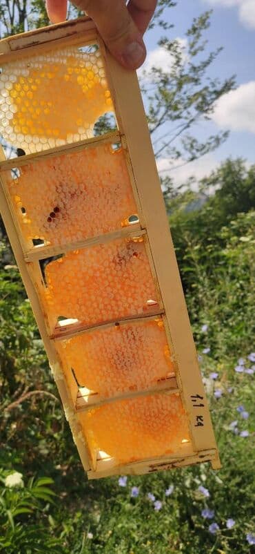 продается мед: ELF BEE'S 1977 ECO-PRODUCT FOR HEALTH AND LONGEVITY Tovuzun — 5