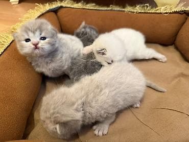 Quşlar: Şotland uzun tüklü, Erkək, Dişi, Yaxşı əllərə — 3