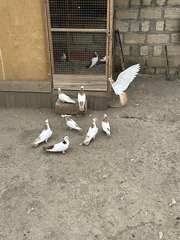 Göyərçinlər: Salam Alokum bu sekilde gorduyunuz kusdarin balalari satlir pecat — 4
