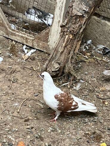 əbabil quşunun qiyməti: Salamlar goyercinler satlir mayadir 2side maya qus coxdur deye satram — 1