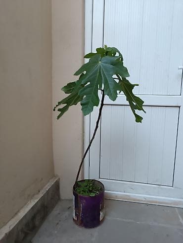 bezek bitkileri: Məhsul: Qabda böyüdülmüş əncir tingləri Təsvir: - Növ: Encir (Ficus — 1