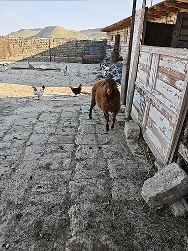 bordaq qoyun: 7ayliqdi saglam heyvandi — 2