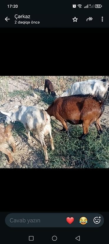 itler tap az: Salam bidenə temiz obir haş alpin 3 qarın doxub qurudub bir denə de — 3