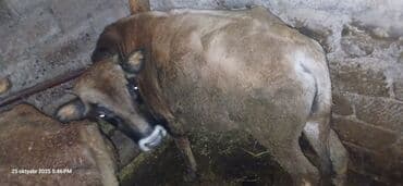 dana qiyməti xaçmaz: Erkək, il: 2, 120 kq, Ətlik, Ünvandan götürmə — 1