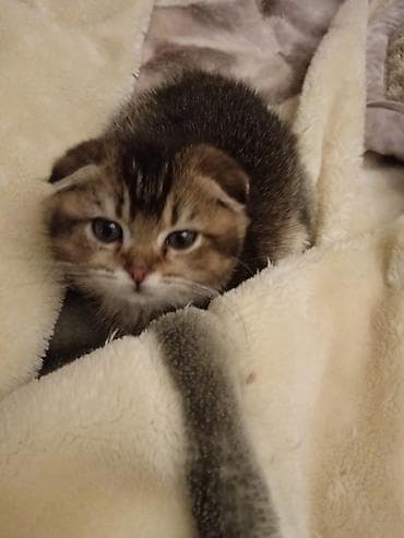 it cinsi adlari: Şotland yastı qulaq — 1