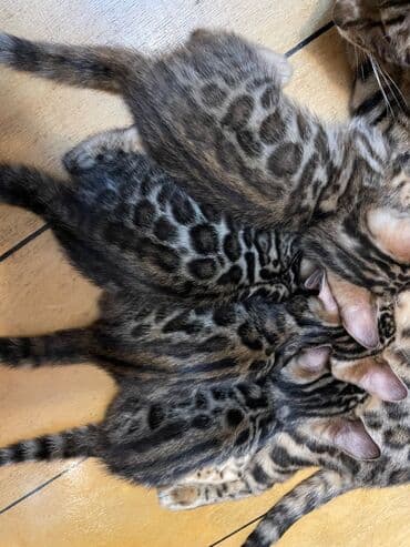 it adları erkek: Продаются VIP Бенгальские котятамальчики и девочки, чистокровные — 4
