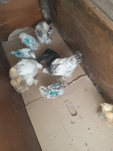 çüçə: Brama cücələri 9 dənədi 7si 15 günlük ikisi bir aylıqdı vaksinləri — 5