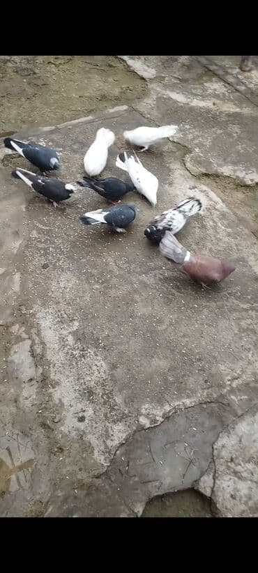 Yerli ev göyərçinləri – müxtəlif rəng və naxışlarda - Növlər: ağ