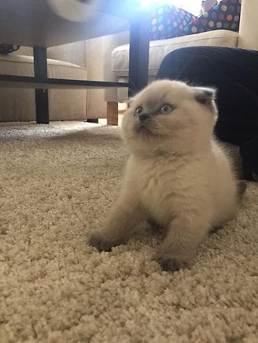 britain pisiyi satilir: Yaxşı əllərə, Ödənişli çatdırılma — 2