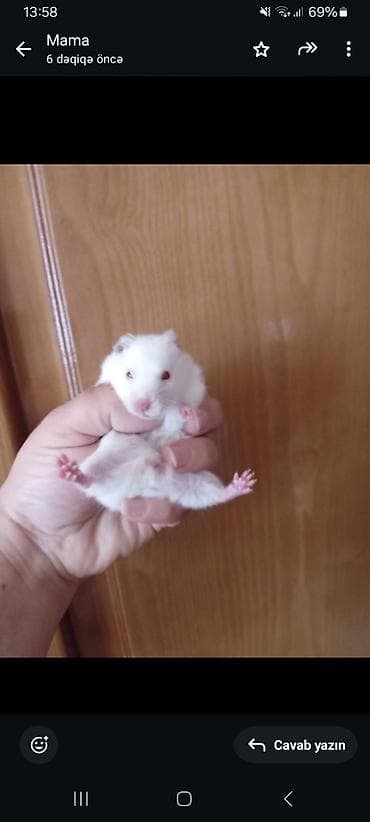 siçan balası: Növ: Hamster (ehtimalən Suriya/uzun tüklü və qısa tüklü balalar) — 3