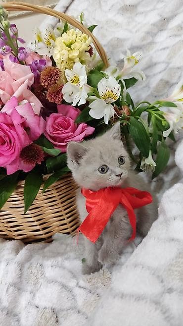 at satisi: Britan, Dişi, Pulsuz çatdırılma — 4