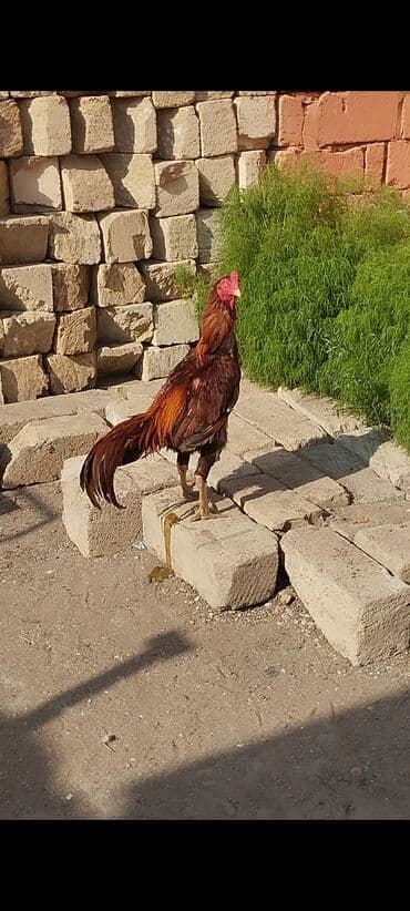 Коровы, быки: Петух, Heyrati, лет: 2, Самовывоз — 4