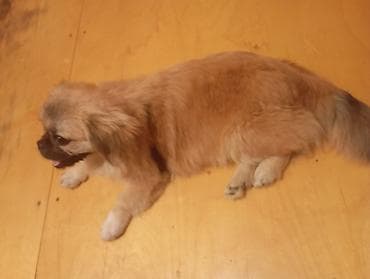 pişik ev: Pekines — 3
