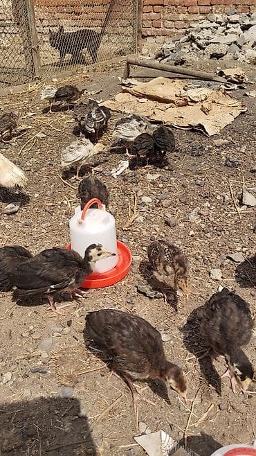 col quşu: 1 aylıq balalardı tam sağlamdı sağlamlıqlarına cavabdehəm 18 denedi — 4