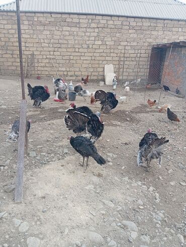 Akvariumlar: Erkək, Damazlıq — 3