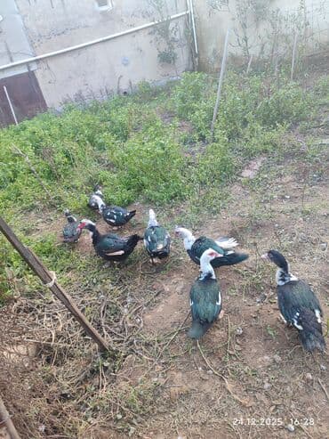 Eşşəklər: Dişi, | Lal ördək, Ətlik — 3