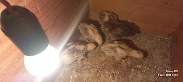 qara toyuq: Toyuq cücələri, Damazlıq — 5