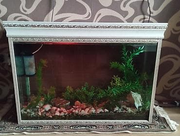 Akvariumlar: Dördbucaq akvarium, Balıqlarla birlikdə, 250 l, Ünvandan götürmə — 3