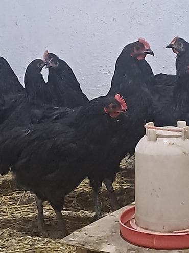 Təmiz qan avstrolop çolpalar satılır.Yalnız xoruzlar satılır çox — 3