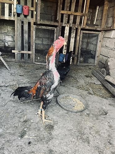 Təmiz qan heyvanların mayalı yumurtaları satılır. Xoruz təmiz qan