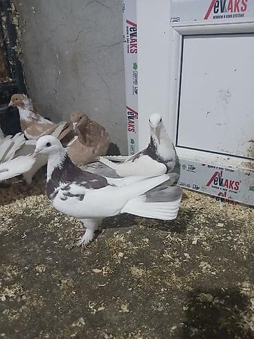 babil quşu: Göyerçinler satılır enli quyruqdular qiymət ikisinə aidir — 3