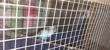 avcarka balaları: Valnitsiy balalar. 3 ədəddi. Biri 12 manat. 2 aylıq quşlardı. Ünvan — 3