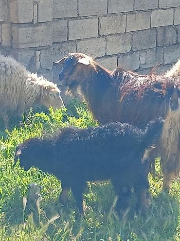 helep keci: Satılır: süd və ət istiqamətli yerli keçilər - Rəng: açıq krem/ağ — 10