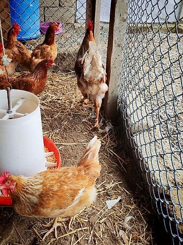 Inəklər, öküzlər: Toyuq, Yumurtalıq, Ünvandan götürmə — 3