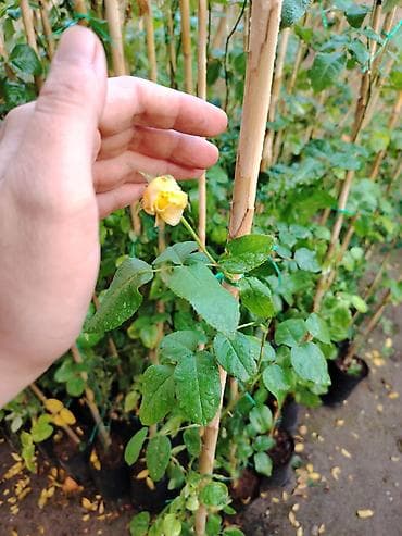 gilas tingleri: Sarı dırmaşan qızılgül – bağ və fasadlar üçün dekorativ sarmaşıq gül — 5