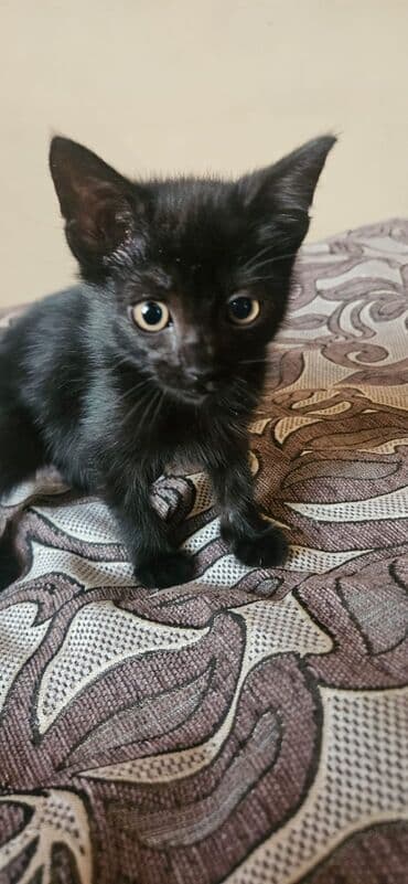 pulsuz pişik balaları 2022: Dişi, Yaxşı əllərə — 3