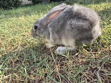 rizen dovşan: 🐇 12 ədəd sağlam balaca dovşan satılır! ✔️ Sağlam və aktivdir ✔️ Ev — 4